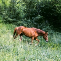 Picture of kisber mare in hungary