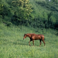 Picture of kisber mare walking in meadow in hungary