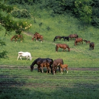 Picture of kisber mares and foals in hungary
