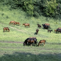 Picture of kisber mares and foals on hillside in hungary