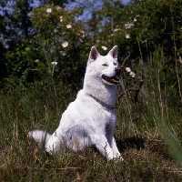 Picture of kishu,  ribbons chiyohime of shima, sitting 