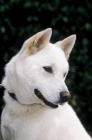 Picture of Kishu dog portrait