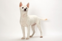 Picture of Kishu puppy on white background