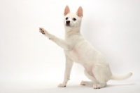 Picture of Kishu puppy, one leg up