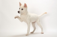 Picture of Kishu puppy, one leg up