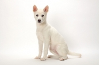 Picture of Kishu puppy sitting down