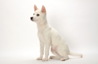 Picture of Kishu puppy sitting down