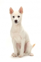 Picture of Kishu puppy sitting on white background