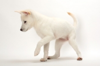 Picture of Kishu puppy standing on white background