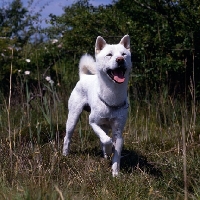 Picture of kishu, ribbons chiyohime of shima, with paw up