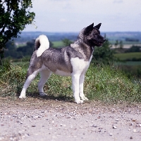 Picture of kiskas jezebel side view of an akita standing