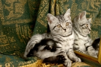 Picture of kitten against mirror