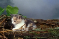 Picture of kitten amongst branches