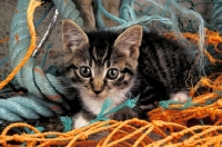 Picture of kitten amongst string