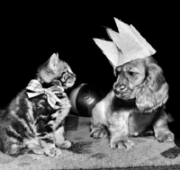 Picture of kitten and Cocker Spaniel puppy having a party