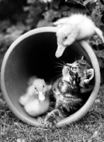 Picture of kitten and duckling in flower pot with another duckling on top