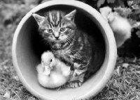 Picture of kitten and duckling in flower pot