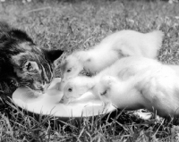 Picture of kitten and ducklings drinking from dish
