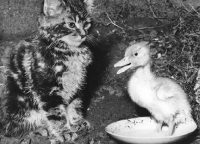 Picture of kitten and duckling