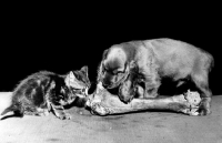 Picture of kitten and English Cocker Spaniel puppy smelling bone