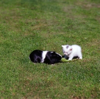 Picture of kitten and guinea pig looking at each other