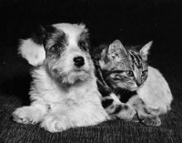 Picture of kitten and puppy lying together