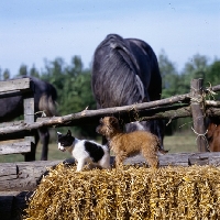 Picture of kitten and undocked griffon bruxellois puppy with horse