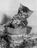 Picture of kitten asleep in flower pot