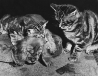 Picture of kitten asleep on puppy while another cat is watching