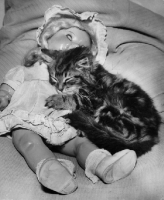 Picture of kitten asleep with doll