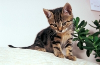 Picture of kitten at home
