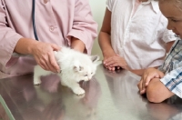 Picture of kitten at vet