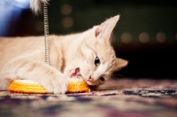 Picture of Kitten attacking toy