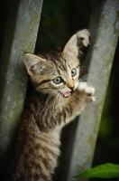 Picture of kitten between fence