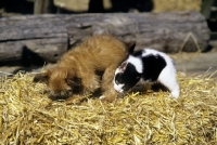 Picture of kitten biting griffon puppy in the leg