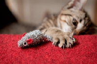 Picture of Kitten clawing at toy Christmas mouse