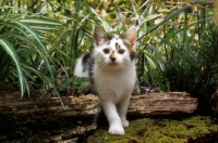 Picture of kitten climbing over log
