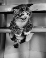Picture of kitten clinging onto a chair