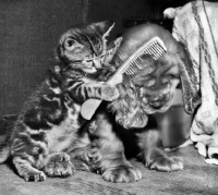 Picture of kitten combing Cocker Spaniel puppy
