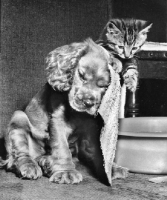 Picture of kitten drying Cocker Spaniel puppy