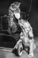 Picture of kitten feeding Cocker Spaniel puppy with milk bottle
