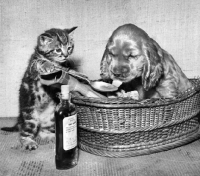 Picture of kitten feeding English Cocker Spaniel puppy