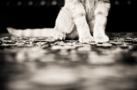 Picture of Kitten feet on carpet