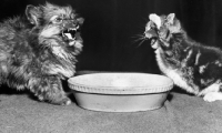 Picture of kitten fighting a puppy above a dish