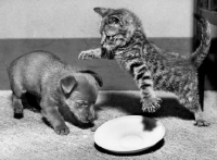 Picture of kitten fighting a puppy above an empty plate