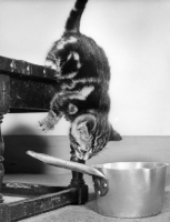 Picture of kitten hanging from table looking at saucepan
