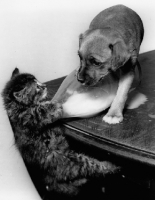 Picture of kitten hanging off a bottle of milk while a puppy watches on