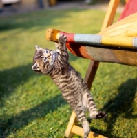 Picture of Kitten hanging off colourful deck chair