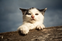 Picture of kitten hanging onto fence board