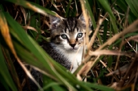 Picture of Kitten hiding in grass
